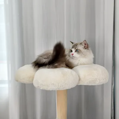 BINGOPAW Arbre à chat en Bois Naturel Living La Tour