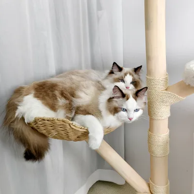 BINGOPAW Arbre à chat en Bois Naturel Living La Tour