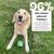 Treatsy Complément Alimentaire - Probiotiques pour chien Lot de 2