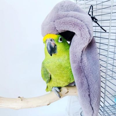 ZooVenture Nido de pájaro para loro