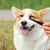 Brosse détachante pour les larmes des animaux