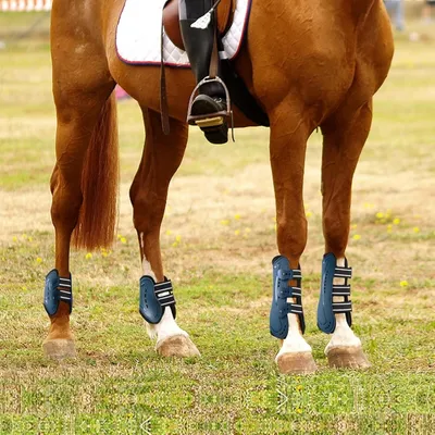 ZooVenture Lot de brushing boots pour cheval