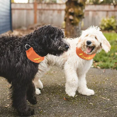 IntiMeg Collier et laisse intégrés