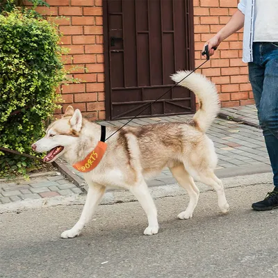 IntiMeg Collier et laisse intégrés
