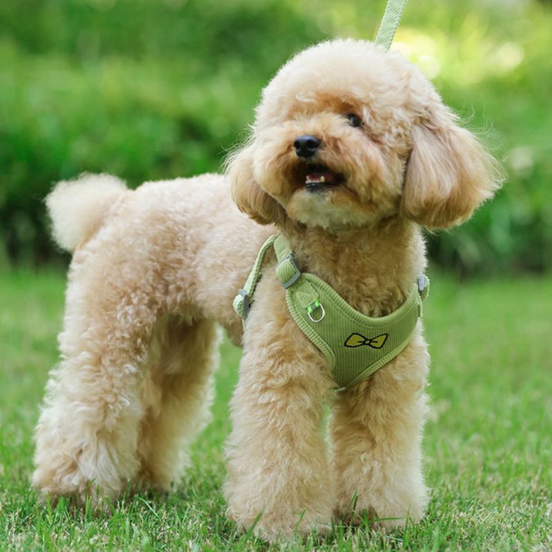 FurryFusion Ensemble de laisses pour chat et chien