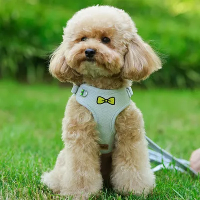 FurryFusion Ensemble de laisses pour chat et chien