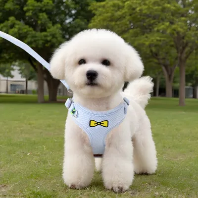 FurryFusion Ensemble de laisses pour chat et chien