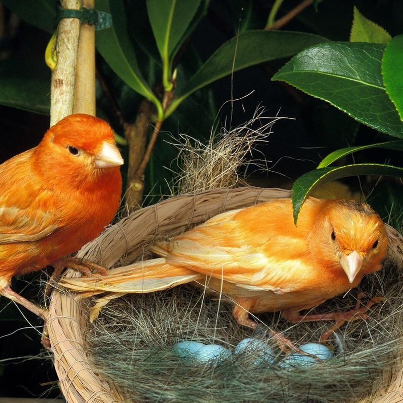 ZooVenture Nid d'élevage en paille pour oiseaux