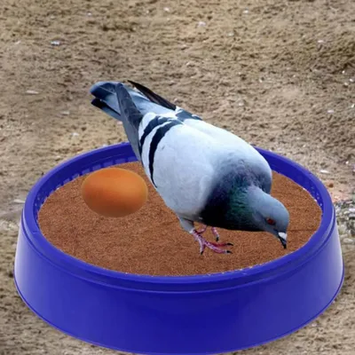 ZooVenture Juego de 8 cuencos de plástico reutilizables para palomas
