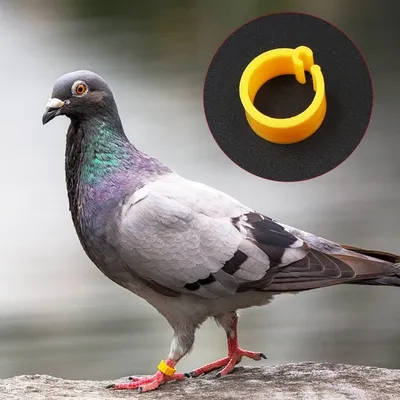 ZooVenture Bagues pour pattes d'oiseaux