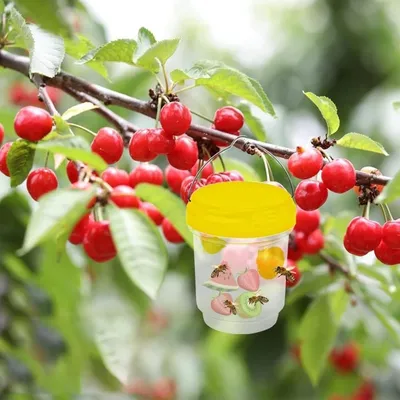 ZooVenture Lot de 2 Pièges à mouches LED solaires pour extérieur ZooVenture Lot de 2 Pièges à mouches LED solaires pour extérieur