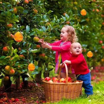 ZooVenture Pièges à guêpes pour extérieur ZooVenture Pièges à guêpes pour extérieur