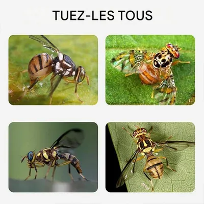 ZooVenture Lot de 20 pièges à mouches pour extérieur ZooVenture Lot de 20 pièges à mouches pour extérieur