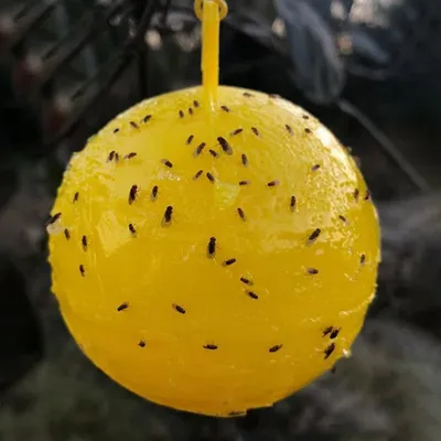 ZooVenture Lot de 20 pièges à mouches pour extérieur ZooVenture Lot de 20 pièges à mouches pour extérieur