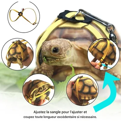ZooVenture Harnais en cuir pour petite tortue