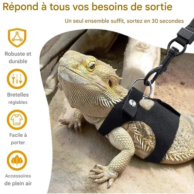 ZooVenture Ensemble harnais et laisse pour petits animaux