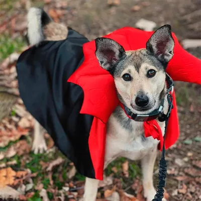 IntiMeg Vampir-Kostüm für Hunde und Katzen IntiMeg Vampir-Kostüm für Hunde und Katzen