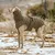 IntiMeg Winterjacke für Hunde IntiMeg Winterjacke für Hunde