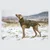 IntiMeg Winterjacke für Hunde IntiMeg Winterjacke für Hunde