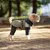 IntiMeg wasserdichte und warme Hundeweste IntiMeg wasserdichte und warme Hundeweste