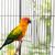 ZooVenture Deux jouets pour perroquets et oiseaux