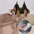 IntiMeg Kit de toilettage pour chien professionnel