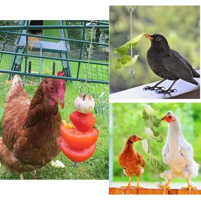 ZooVenture Brochette porte - fruits et mangeoire alimentateur pour Oiseaux