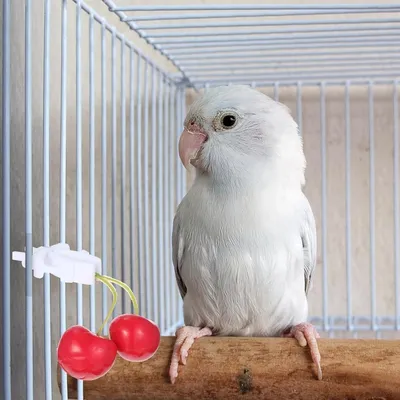 ZooVenture Clips de support de nourriture pour oiseaux