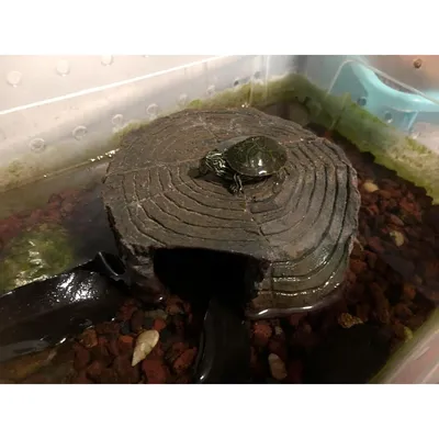 ZooVenture Plateforme escalade pour tortue