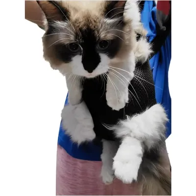 IntiMeg Sac à dos pour animaux de compagnie réglable