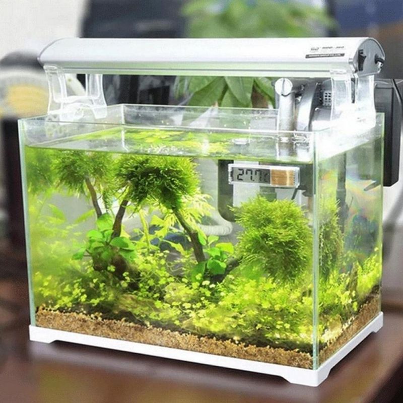 ZooVenture Lot de thermomètres numériques pour aquarium