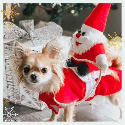 IntiMeg Weihnachtsmann-Mantel für Hunde IntiMeg Weihnachtsmann-Mantel für Hunde