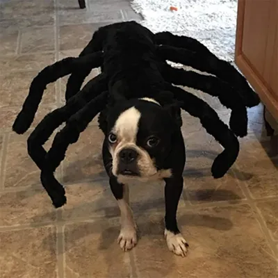 IntiMeg Halloween-Spinnenkostüm für Hunde und Katzen