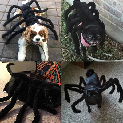 IntiMeg Halloween-Spinnenkostüm für Hunde und Katzen