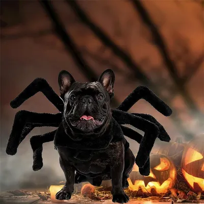 IntiMeg Halloween-Spinnenkostüm für Hunde und Katzen