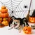IntiMeg Halloween-Spinnenkostüm für Hunde und Katzen