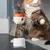 IntiMeg Friandises et jouets pour chats