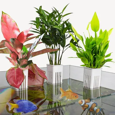 ZooVenture Lot de 2 supports de plantes pour aquarium