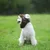 IntiMeg Warmer Fliegerhut für Hunde IntiMeg Warmer Fliegerhut für Hunde
