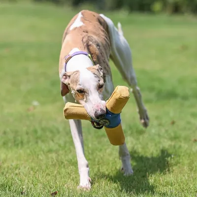 ZooVenture Jouet frisbee pour chiens
