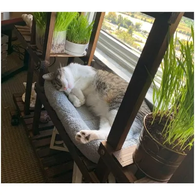 ZooVenture Lit carré pour chats et chiots