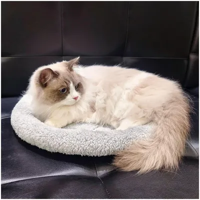 ZooVenture Lit rond pour chats et petits chiens