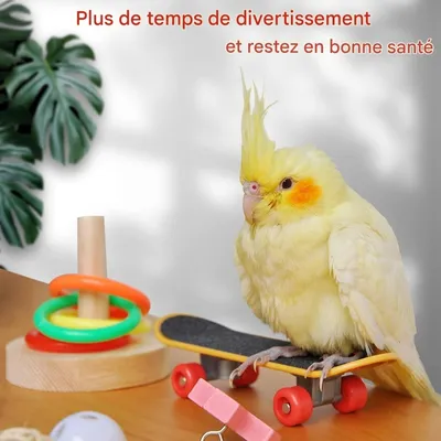 ZooVenture Lot de jouets de formation pour oiseaux