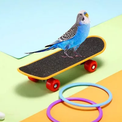 ZooVenture Jouet interactif pour perroquet