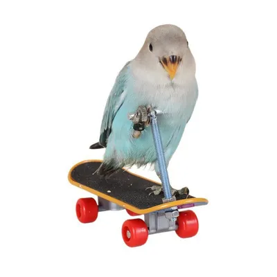 ZooVenture Jouet interactif pour perroquet