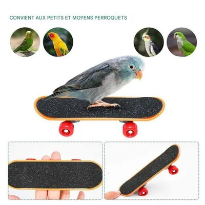 ZooVenture Jouet interactif pour perroquet
