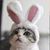 ZooVenture Costume pour chats et chiens