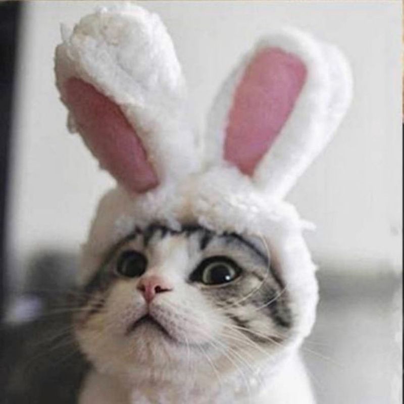 ZooVenture Costume pour chats et chiens