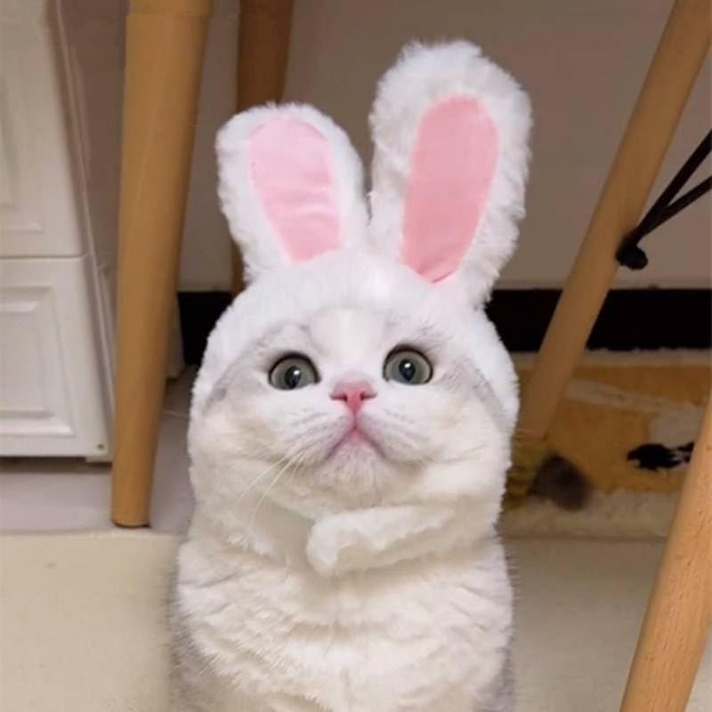 ZooVenture Costume pour chats et chiens