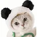 ZooVenture Costume pour chats et chiens